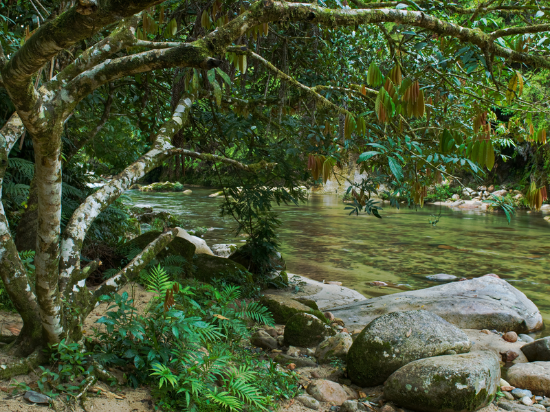 Bach und Felsen im Wald · Ecuador
