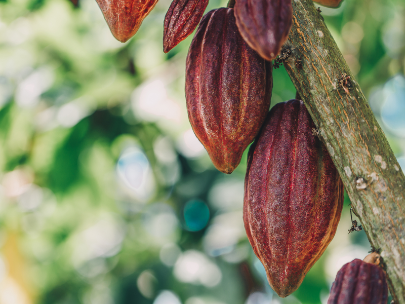 Rote Kakaofrüchte am Kakaobaum · Guatemala