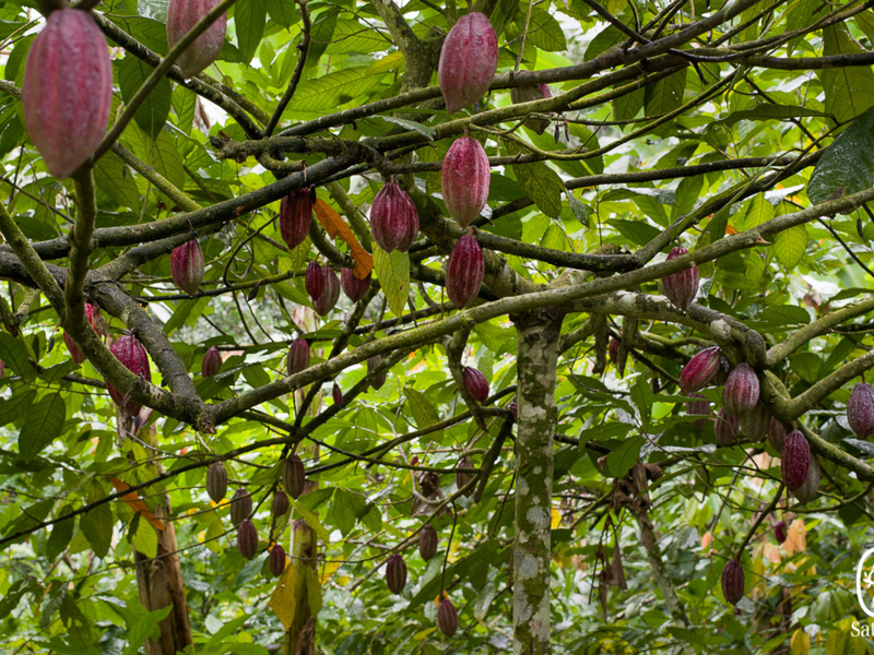 Rote Kakaofrüchte unter den Zweigen eines Kakaobaums · Indonesien