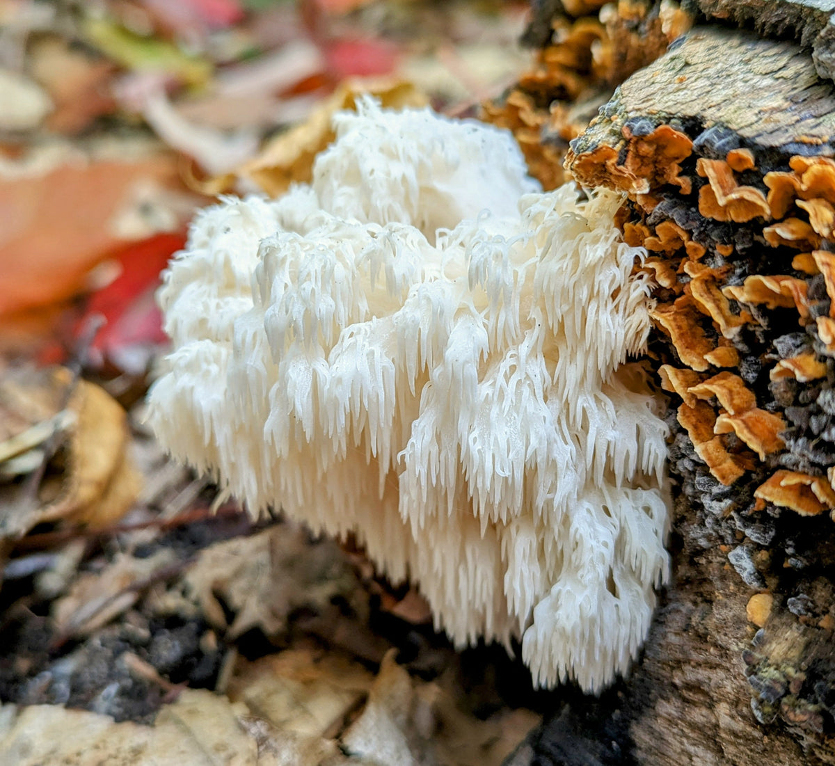 Champignon crinière de lion sur du bois