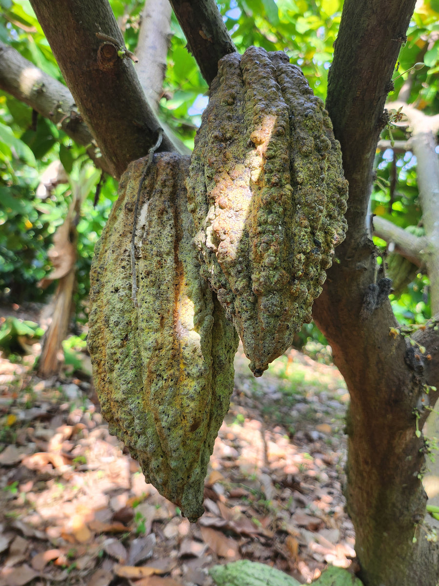 Colombia · Urumo · Cacao ceremonial