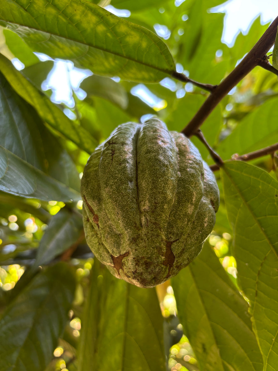Pérou · Chinim Wawas · Cacao cérémoniel