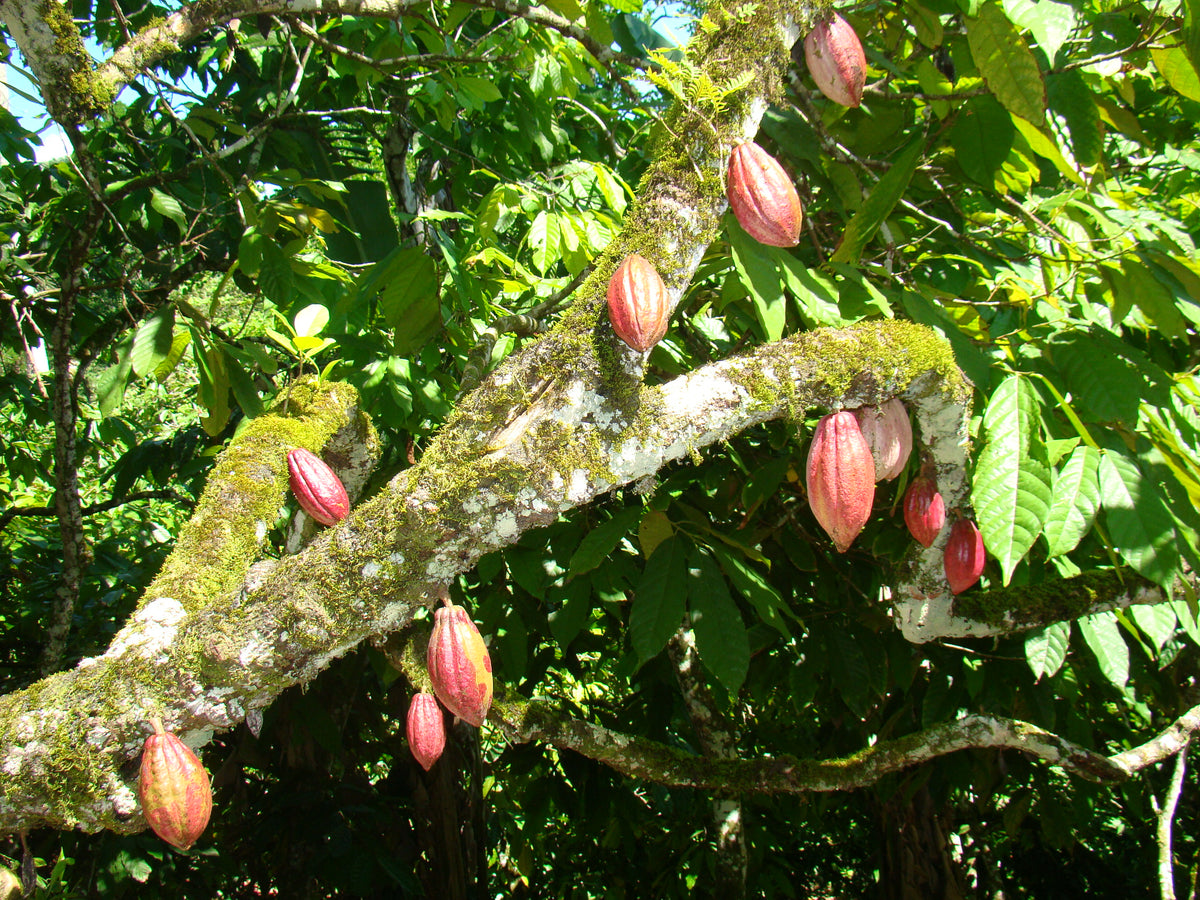 Beurre de cacao · Öko Caribe République Dominicaine