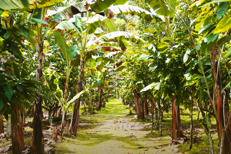 Philippines · Mana · Cacao cérémoniel