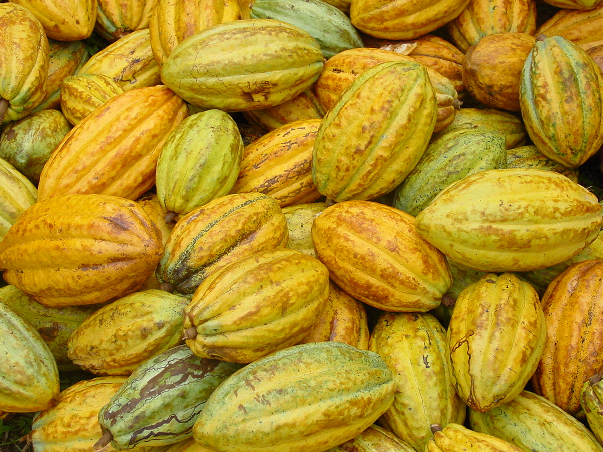 Beurre de cacao · Öko Caribe République Dominicaine