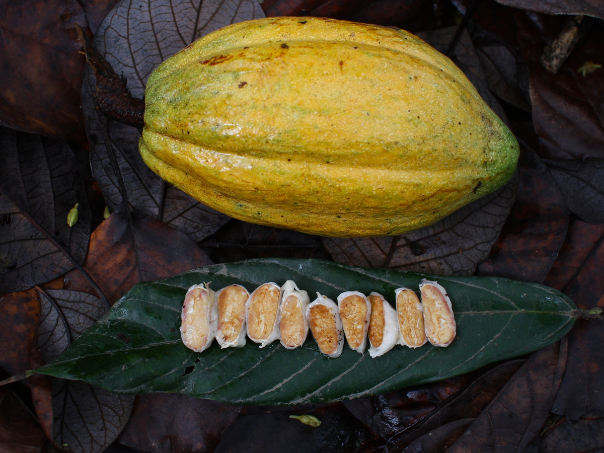 Perú · Piura Blanco · Chocolate negro 76 %