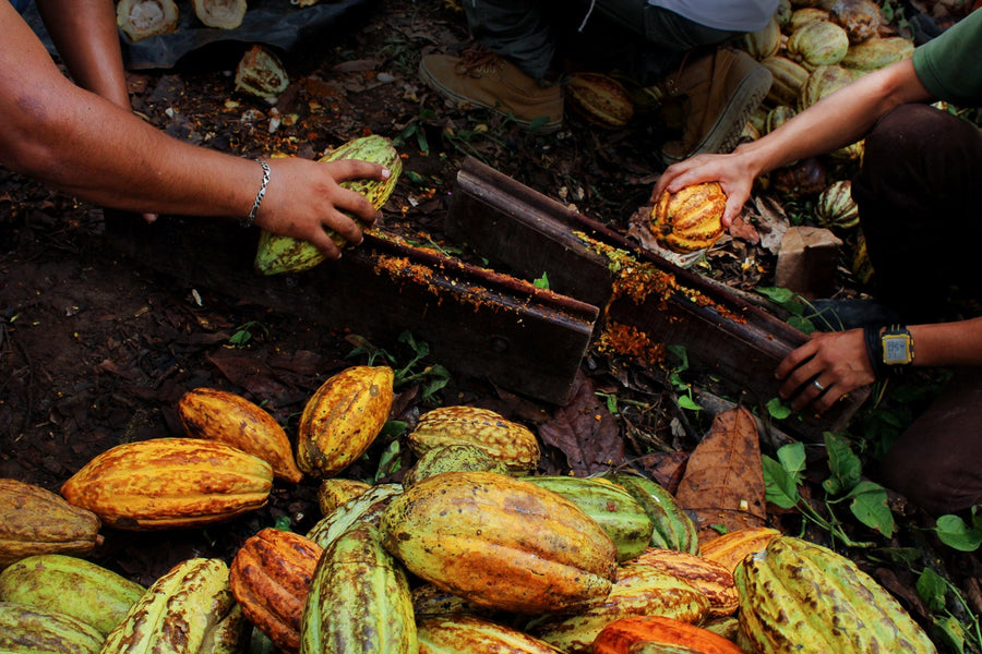Nicaragua · Nugu · Cacao cérémoniel
