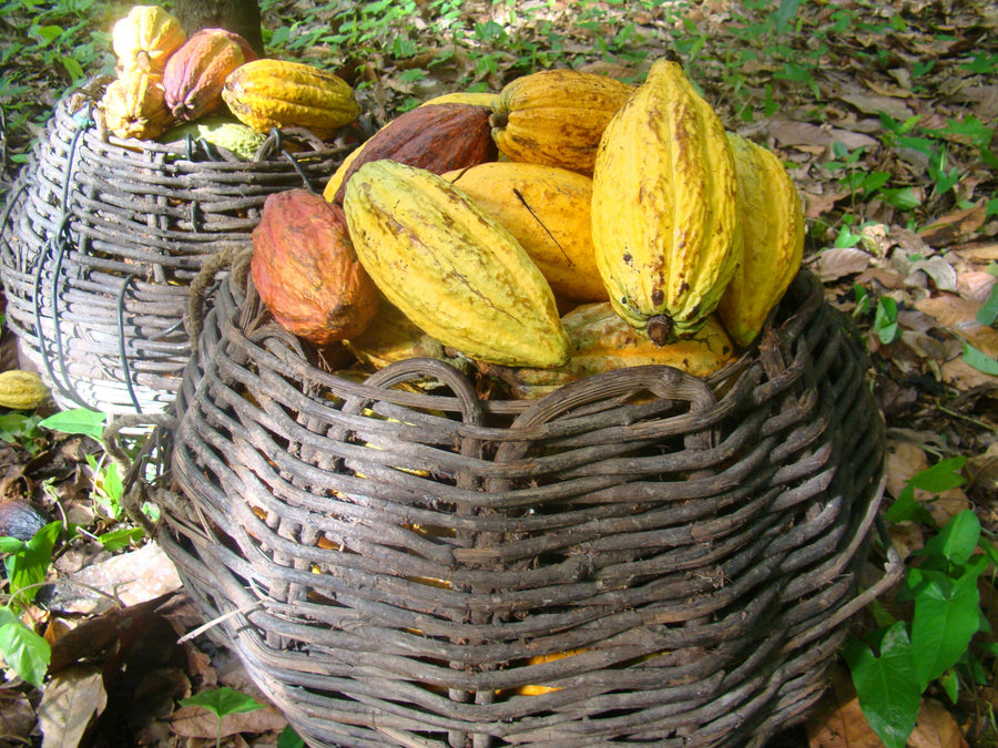 República Dominicana · Öko Caribe · Cacao ceremonial