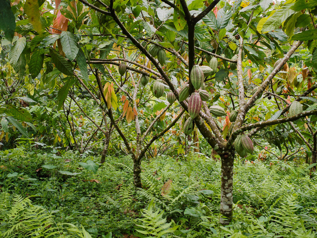 Árboles de cacao bajo el dosel del bosque · São Tomé Amelonado