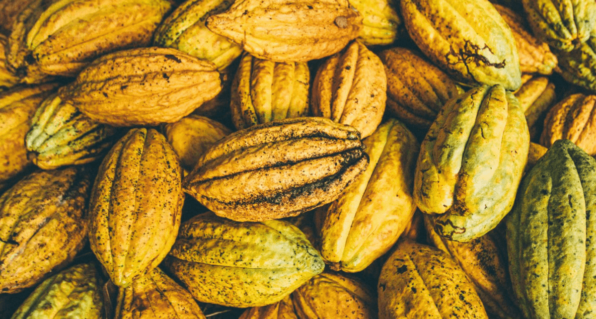 Cabosses de cacao jaunes entassées après la récolte · Zorzal, République Dominicaine