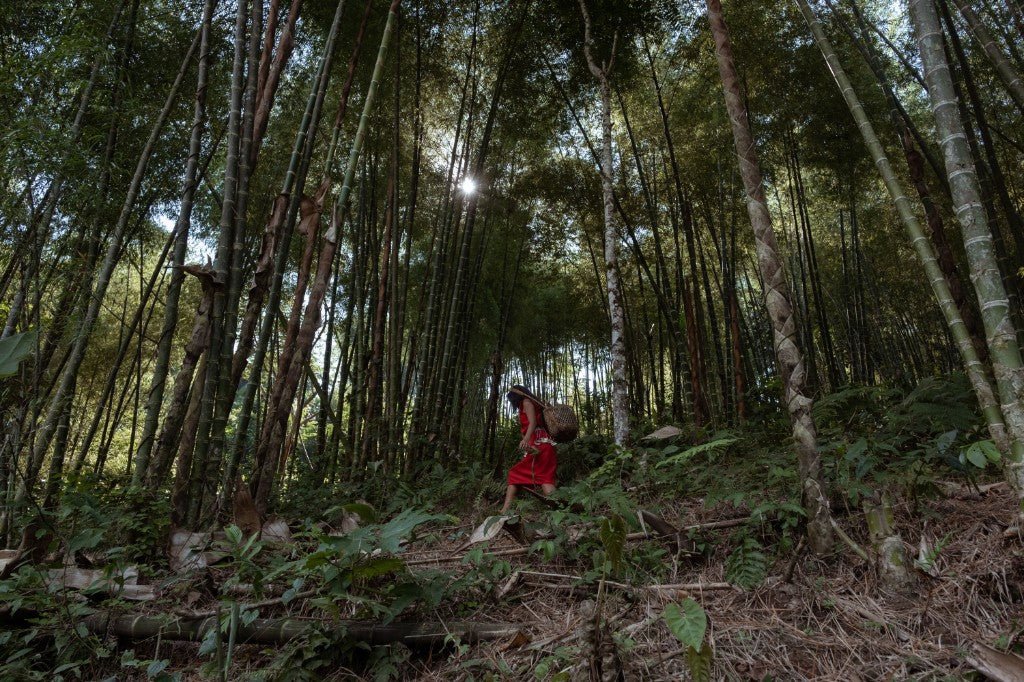 竹林を歩く awajún の女性、背中にかごを背負って