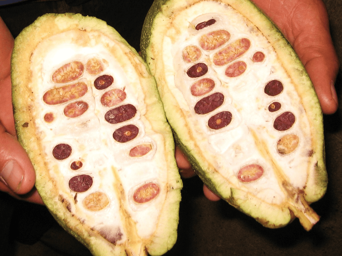 Por qué el cacao no es solo chocolate