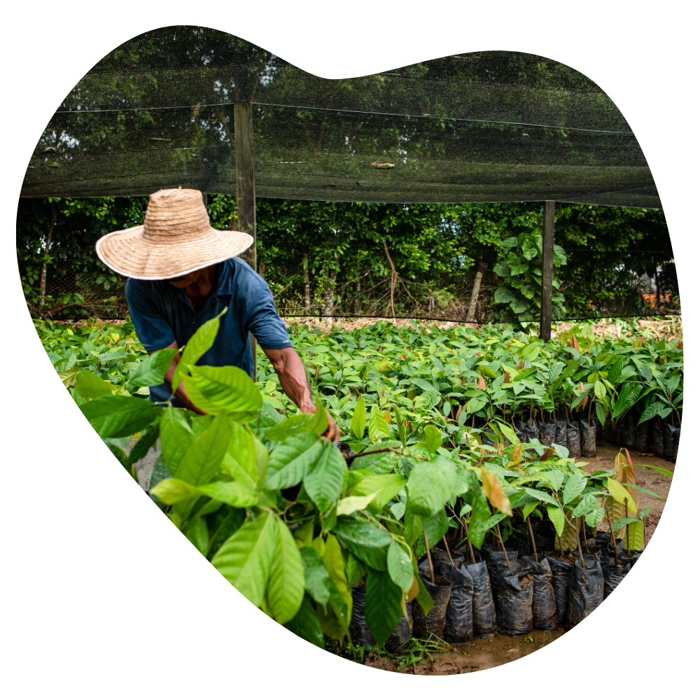 Kakao aus Indonesien – MOOJO