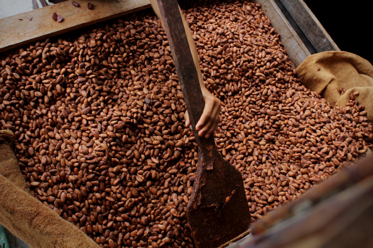 Le cacao arrive après le bétail