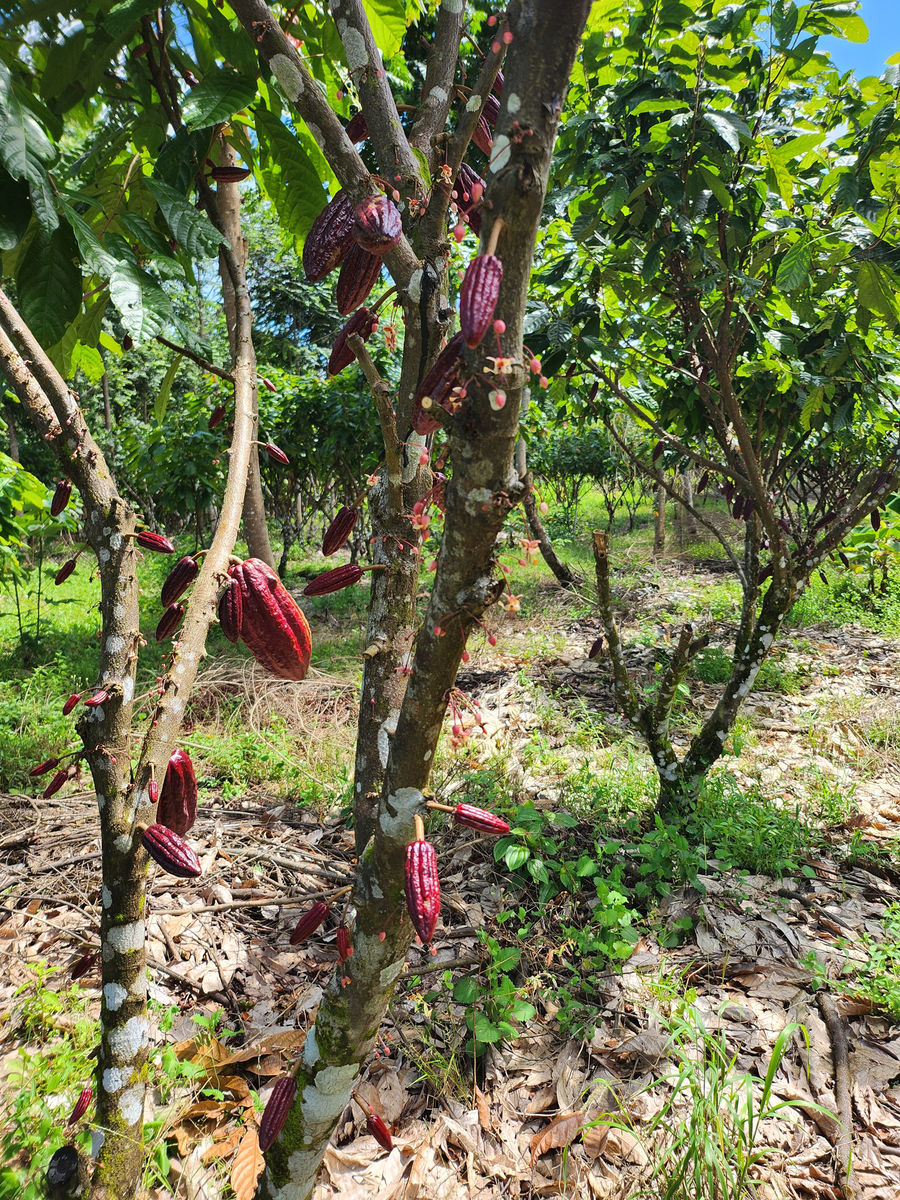 Colombie · La Esperanza · Cacao cérémoniel