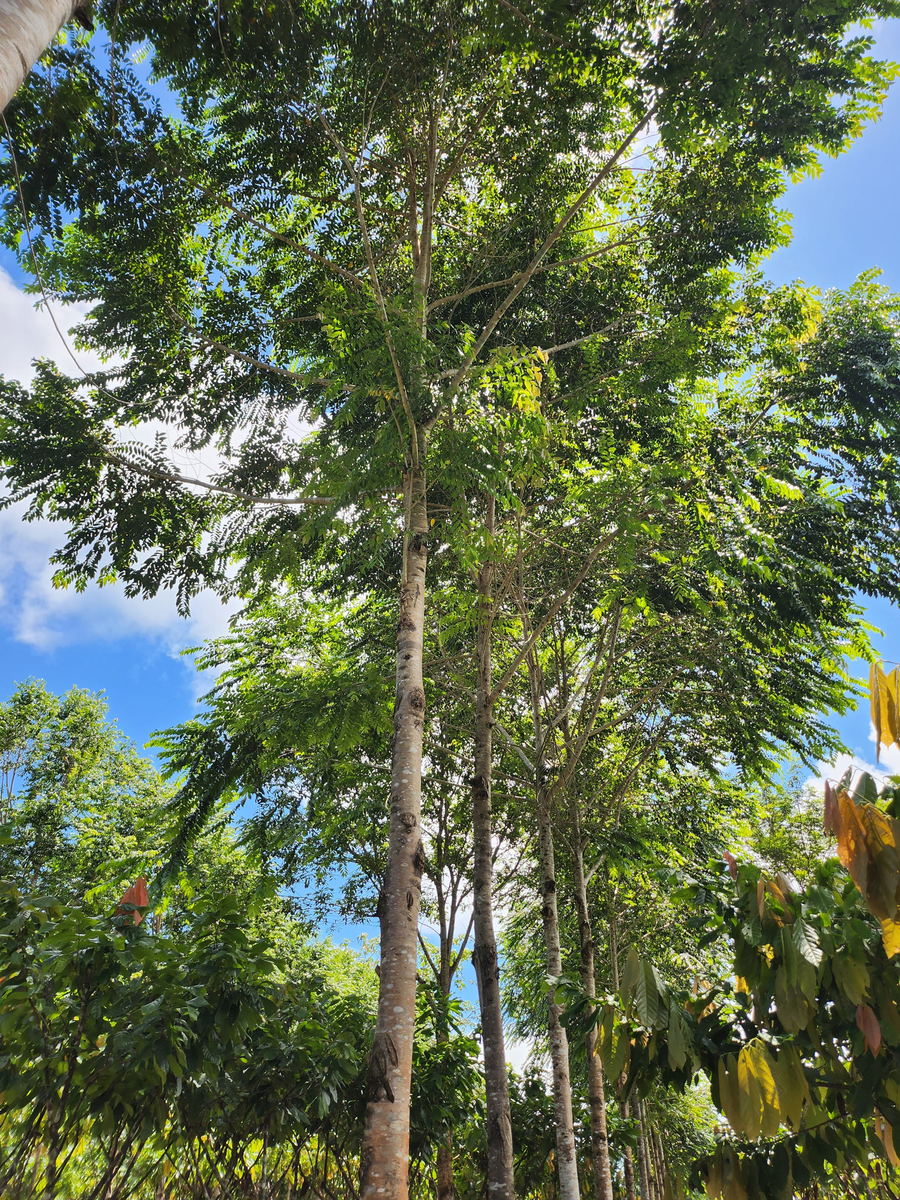 Colombie · La Esperanza · Cacao cérémoniel