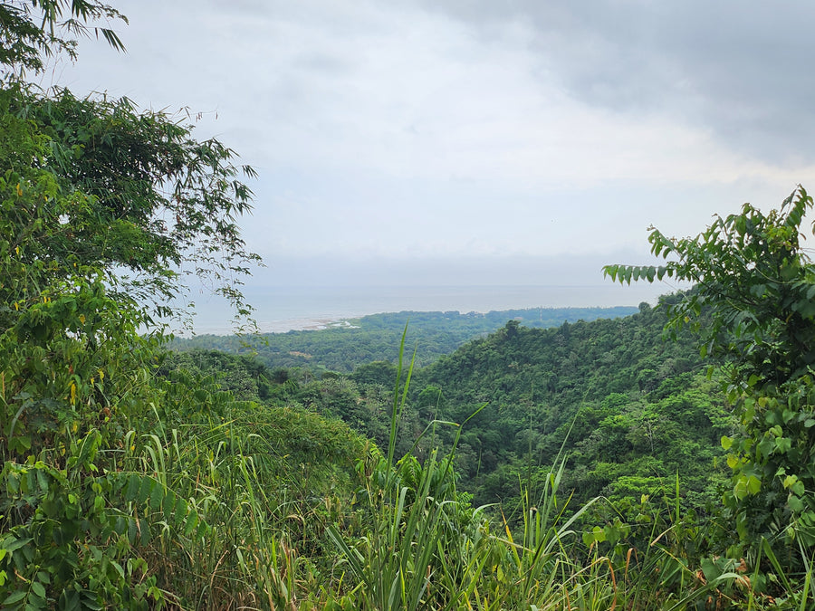 Colombie · Urumo · Cacao cérémoniel RAW