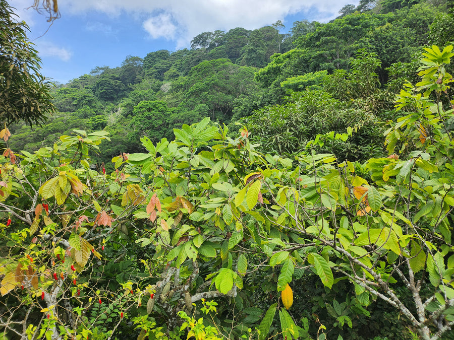 Colombie · Urumo · Cacao cérémoniel