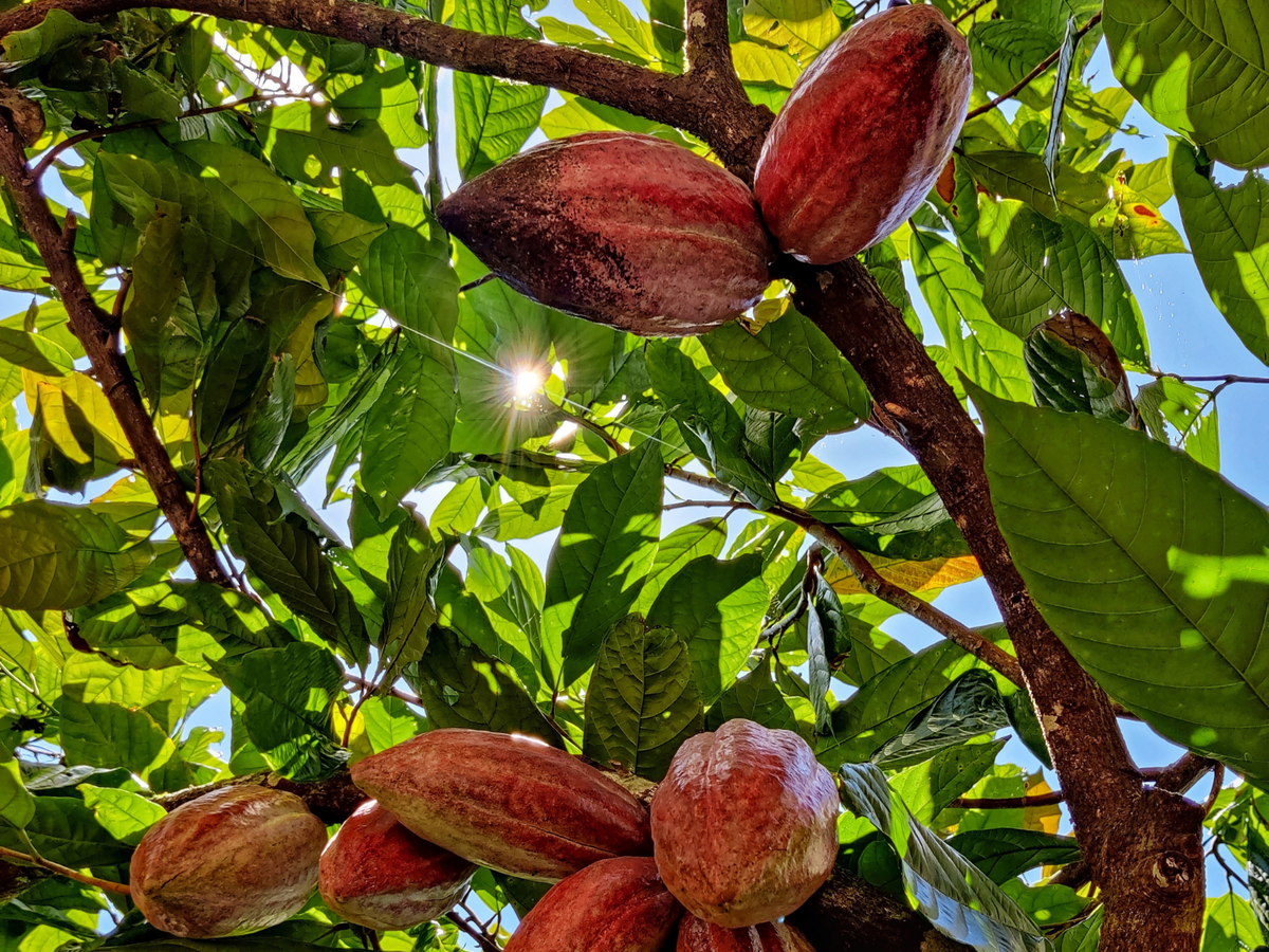 Fèves de cacao · Raw