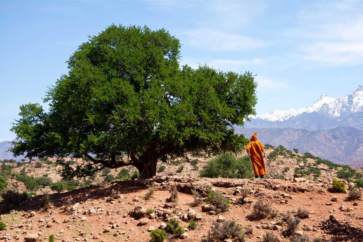 Traditional Amlou · Almonds, argan & honey