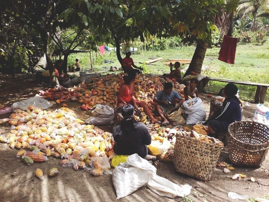 Produzenten sitzen rund um ausgebreitete Kakaobohnen · Philippinen Mana