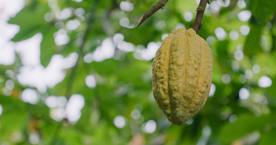 Indonésie · Ransiki · Cacao cérémoniel