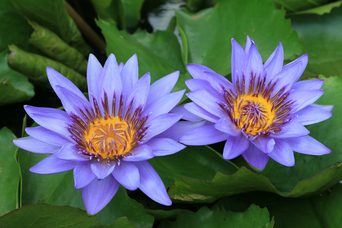 Blauwe Lotus
