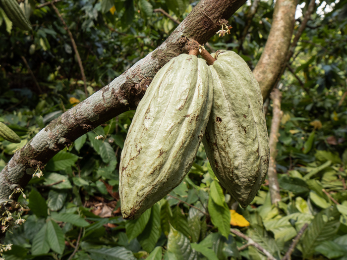 Mexique · Criollo Blanco Yakaw · Chocolat noir 86%