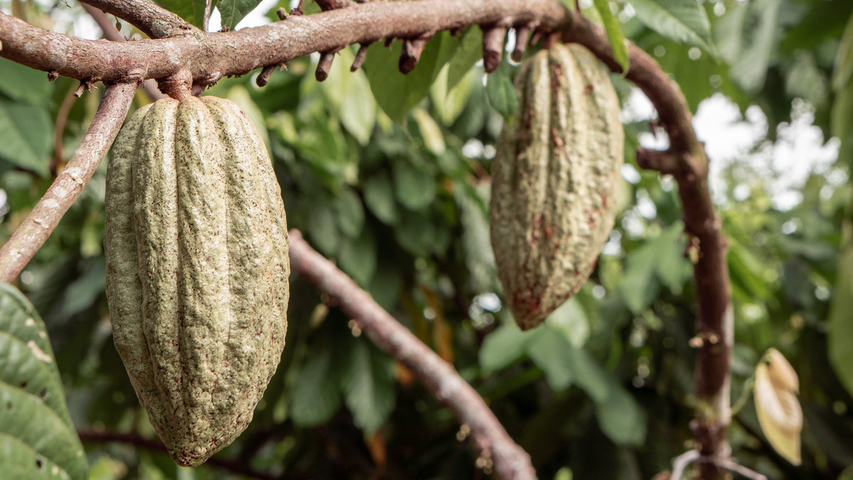 Regards sur le cacao