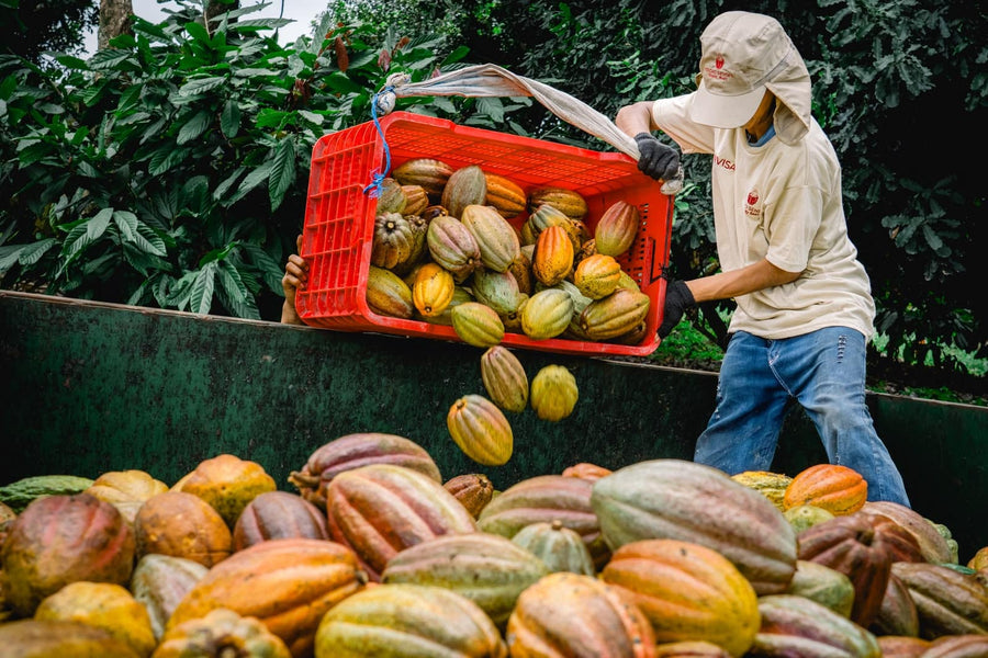 Guatemala · Lachuá · Cacao cérémoniel