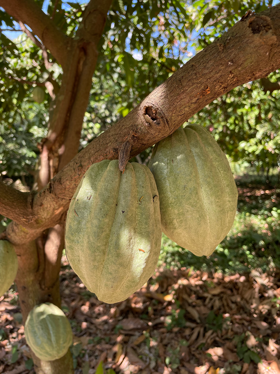 El Salvador · Hacienda La Carrera · Cacao cérémoniel