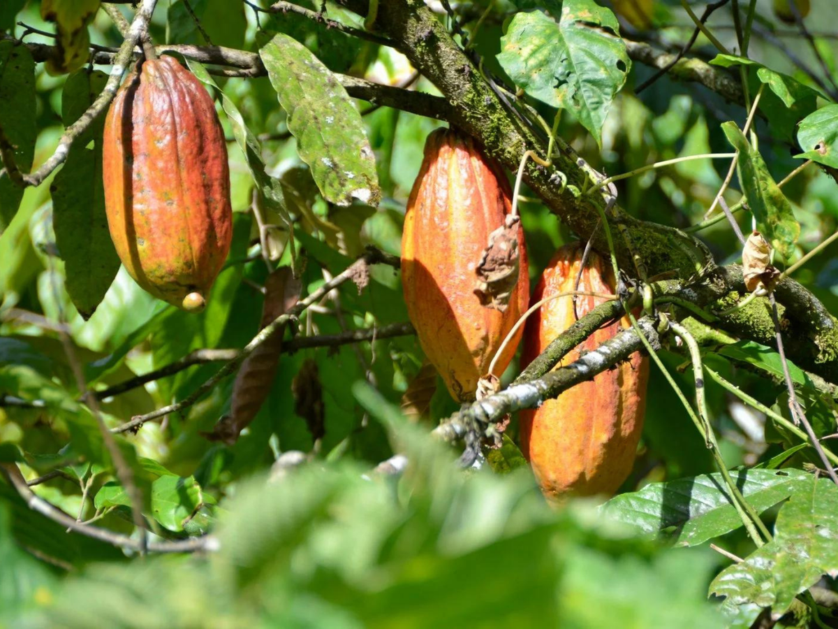 Belize · Maya Mountain