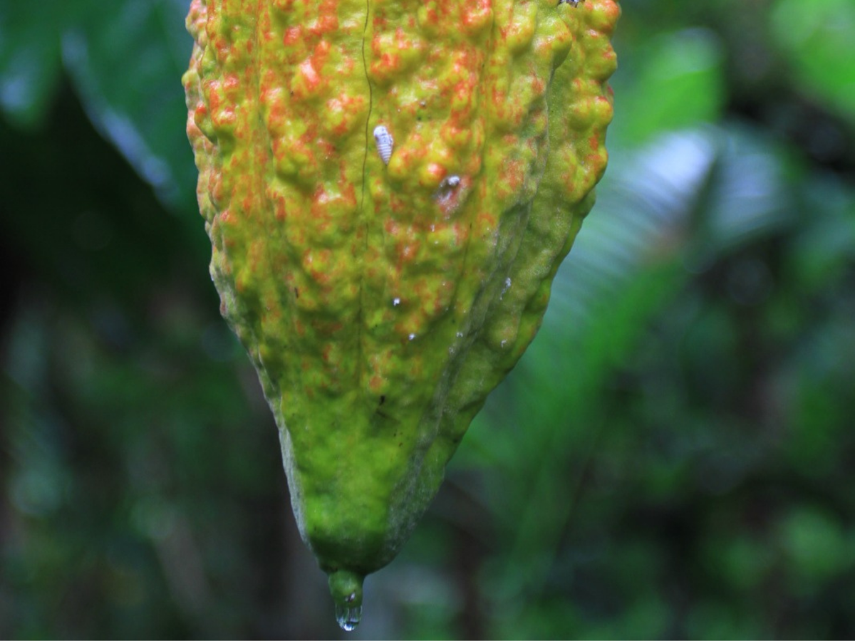 Nicaragua · Nugu