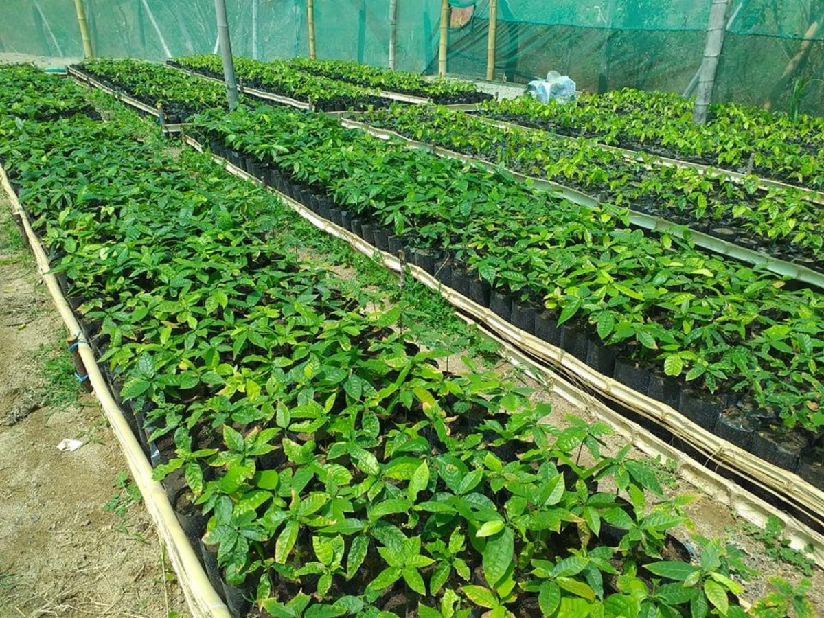 Perú · Piura Blanco · Chocolate negro 82 % RAW