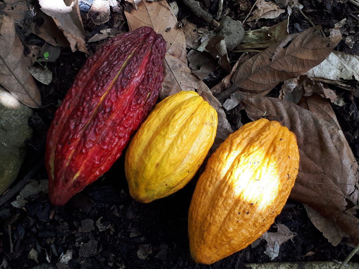 Drei Kakaofrüchte unterschiedlicher Form und Farbe auf dem Waldboden