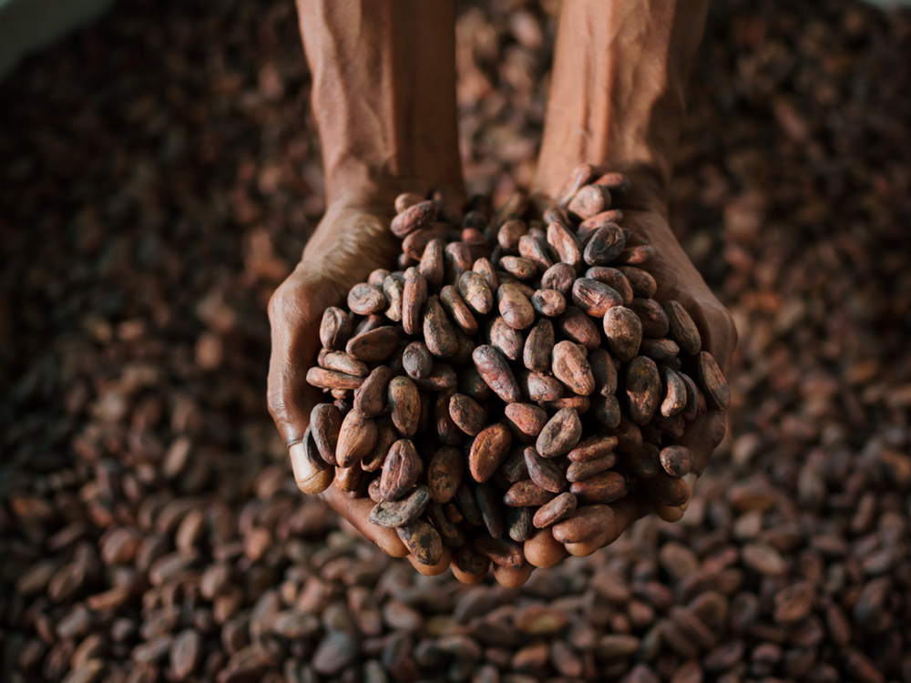 Granos de cacao Amelonado, Satocao, São Tomé