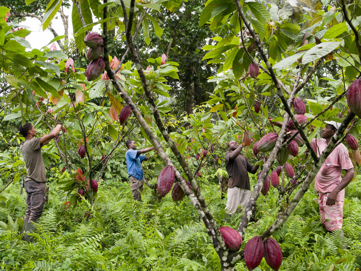 Cosecha del cacao, Satocao, São Tomé
