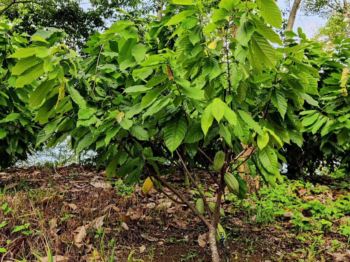 Cacaoyer sur la parcelle Yakaw, Soconusco, Chiapas