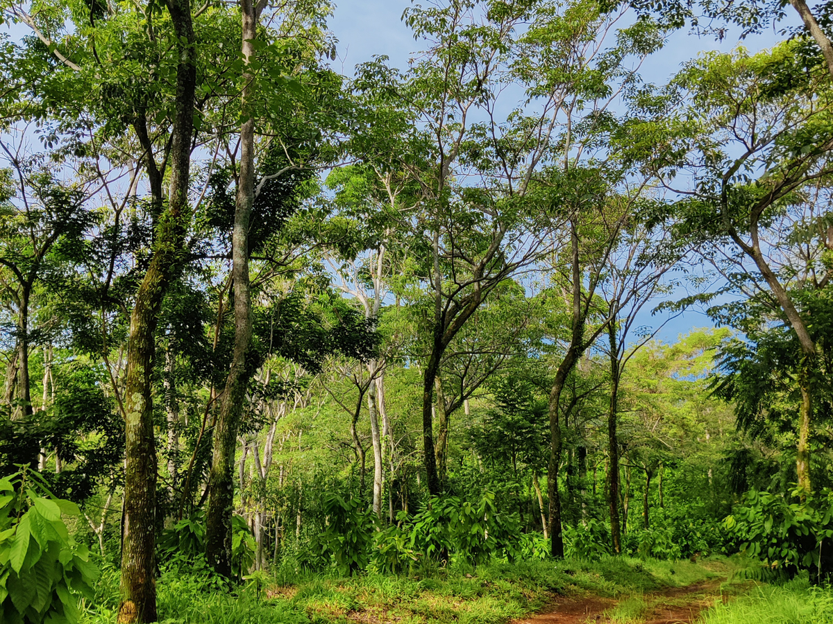 Cacaoyer de la parcelle Yakaw, Soconusco