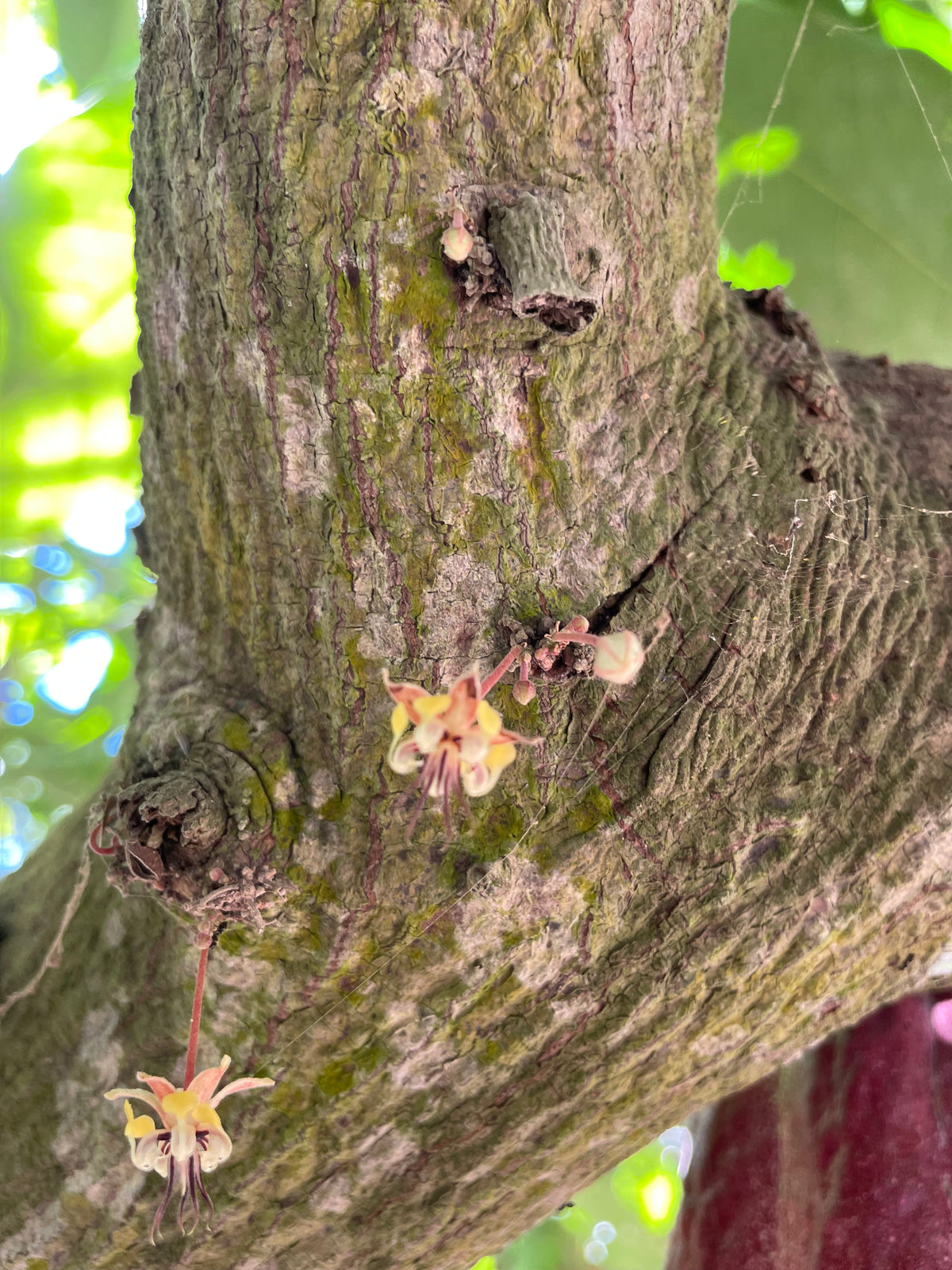Flores de cacao que brotan directamente del tronco, liquen verde, Hacienda La Carrera