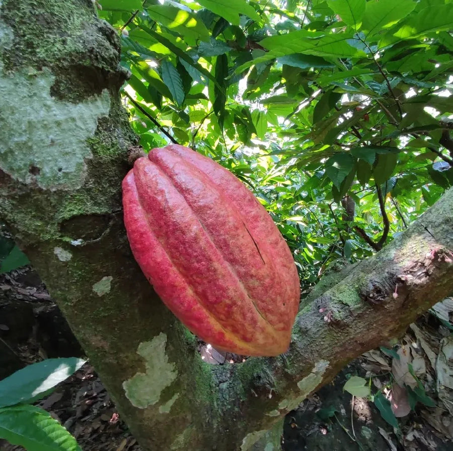 Guatemala · Lachuá · Chocolat noir