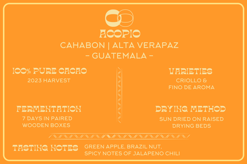 CRIOLLO &AMP; FINO DE AROMA - ALTA VERAPAZ - MOOJO