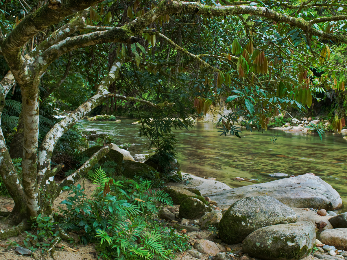 Rivière et rochers dans la forêt · Équateur Nacional Kallari