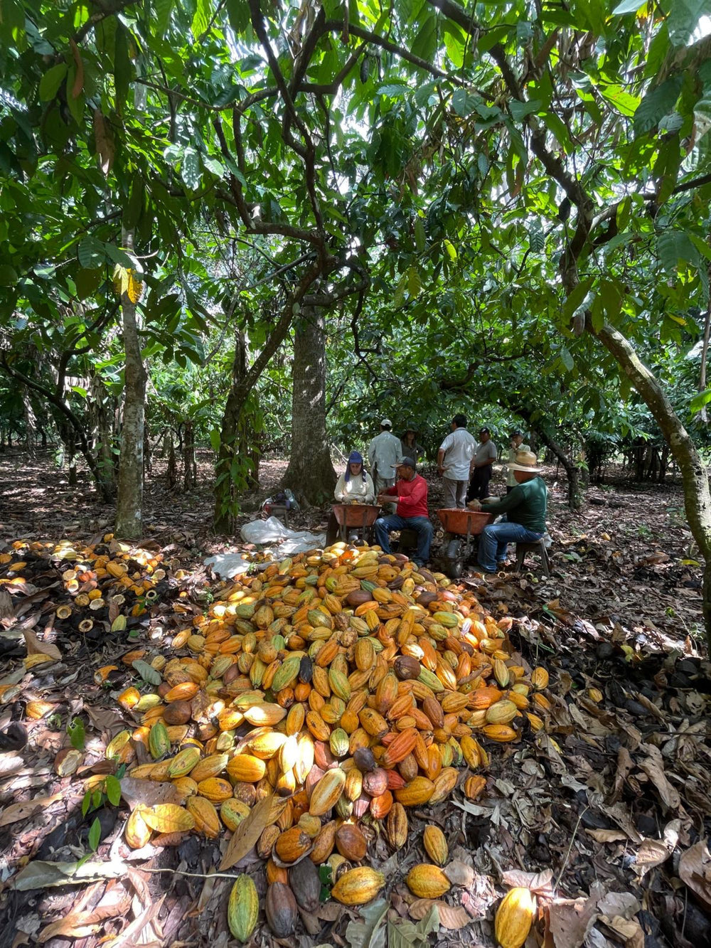 Sieben Personen sitzen um die Kakaofrüchte, Fazenda Takahashi, Tomé-Açu