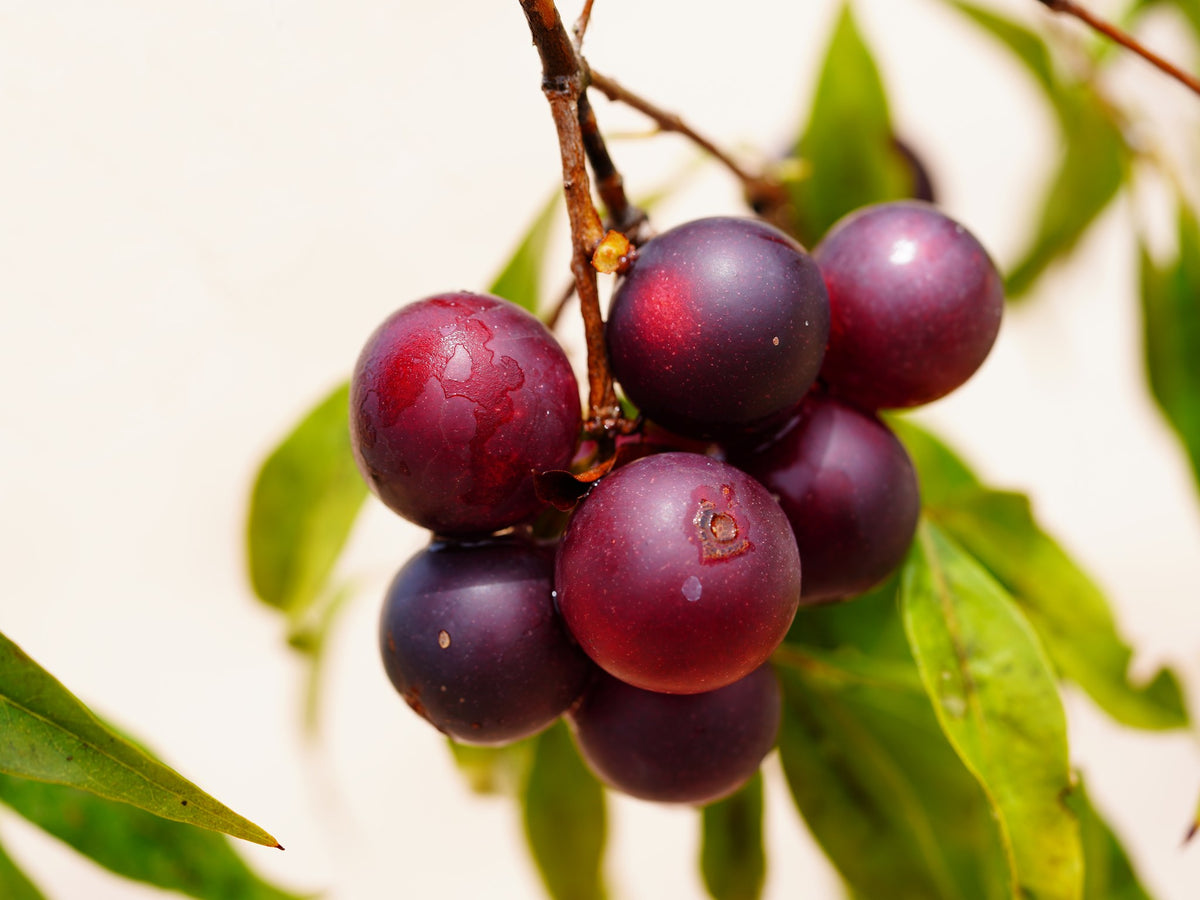 Grappe de baies de camu camu sur sa branche