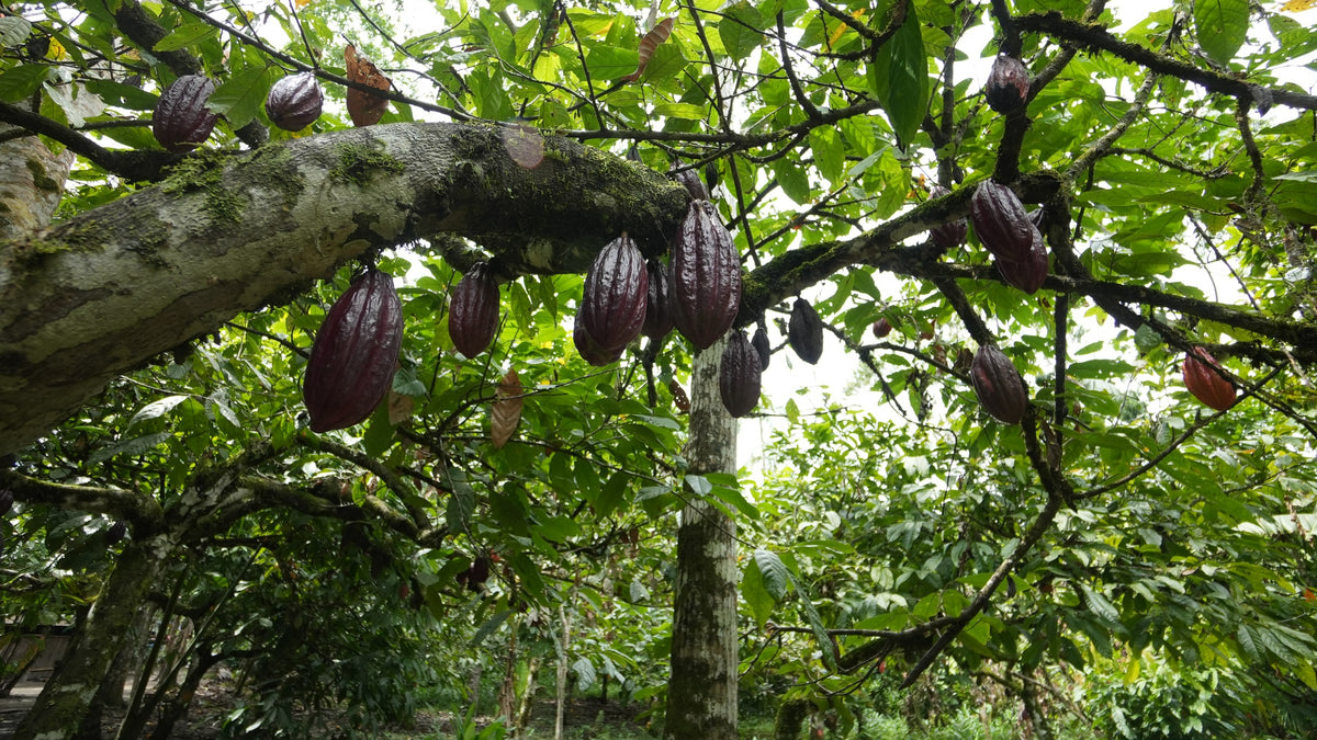 Mazorcas violetas en el árbol, en una chakra del Napo, Amazonía ecuatoriana