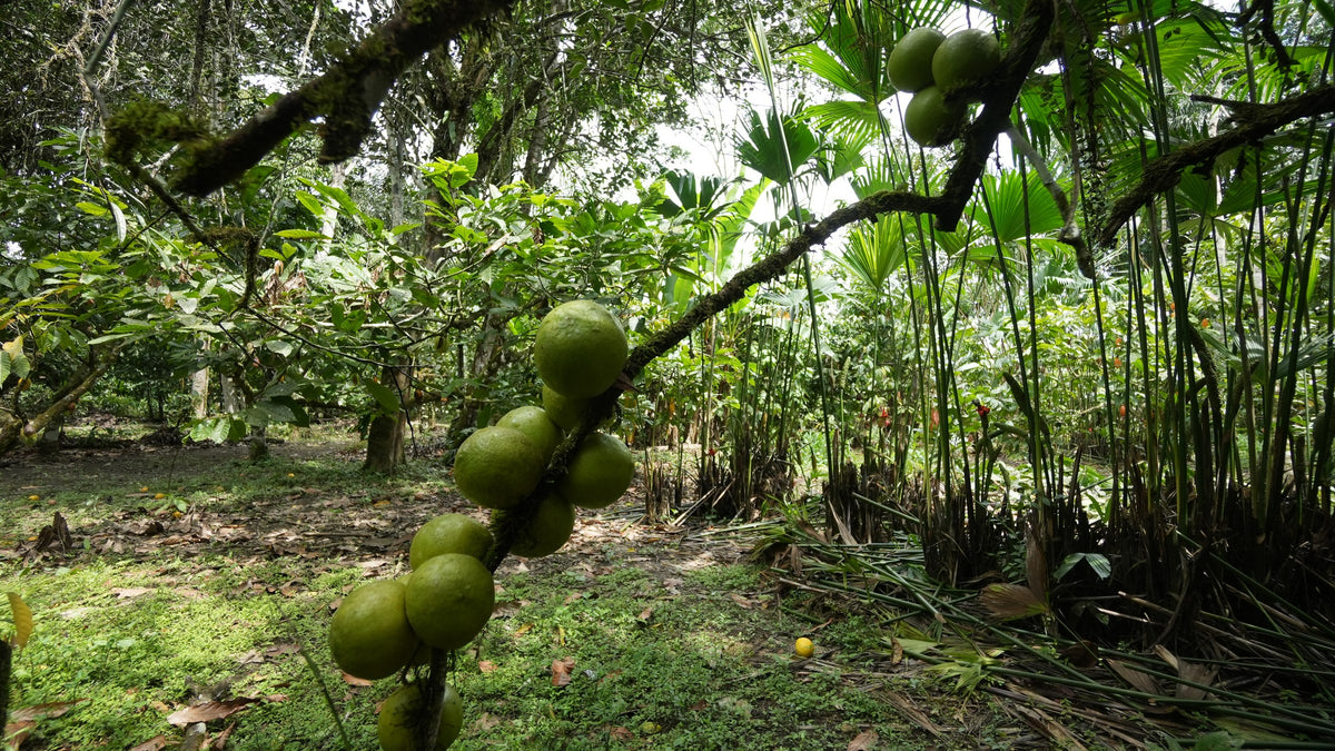 Interior de una chakra, palmeras y frutos redondos en una rama cubierta de musgo, Napo