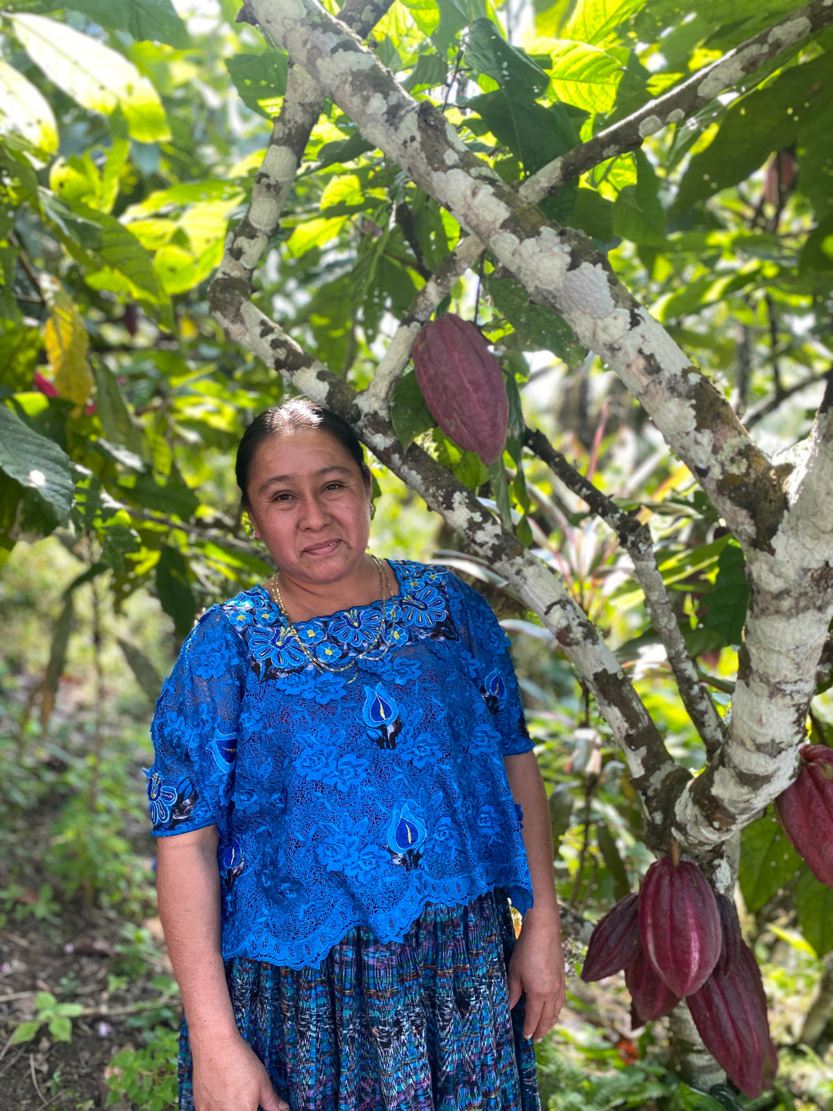 Adela Makin bajo un cacaotero cargado, Acopio Cahabón