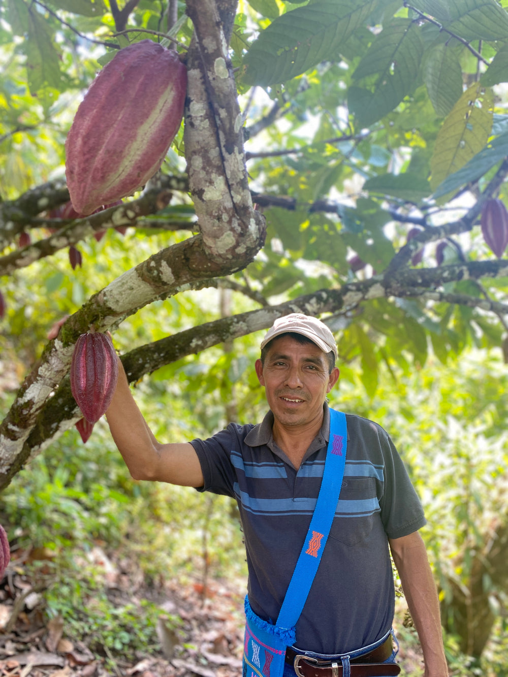 Eduardo Caal Cac bajo un cacaotero cargado, Acopio Cahabón