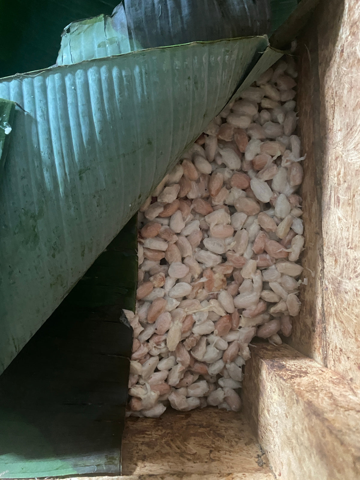 Granos frescos en un cajón, hojas de plátano, Acopio Cahabón